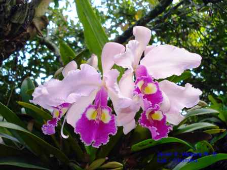 „Cattleya warscewiczii“ – orchidėjų rūšis, pavadinta jos atradėjo Juozapo Varševičiaus vardu