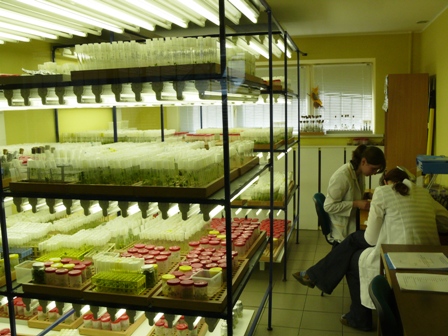 Lietuvos miškų instituto Molekulinės genetikos ir biotechnologijos laboratorijos in vitro dauginimo skyrius