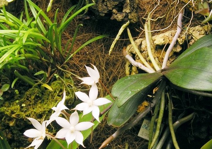 Nuo tokios „Oncidium papilo“ rūšies orchidėjos Anglijoje prasidėjo orchidėjų manija; ją į Europą atgabeno Trinidado salos britų kolonijos gubernatorius seras Ralfas Vudvortas