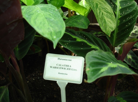 Išlikęs Juozapo Varševičiaus vardu pavadintas augalas marantas Jogailaičių universiteto botanikos sode 