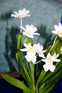 Viena iš mūsų kraštiečio atrastųjų orchidėjų pavadinta jo vardu – Miltoniopsis warscewiczii